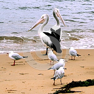 Australia Pelicans