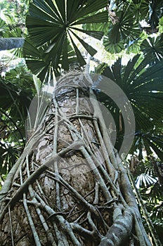 Australia Queensland Fan palms in rainforest
