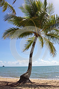 Australia, Queensland, Palm Cove, palm beach