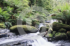 Australia Queensland stream in rainforest