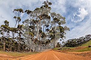 Australia red road in eucalyptus forest on sunny day