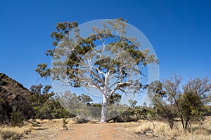 Australia's largest Ghost Gum tree
