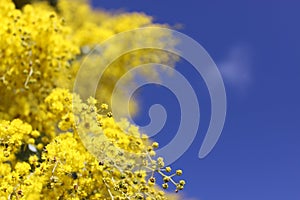 Australia\'s Spring season greeted by Yellow Golden Wattle flowers