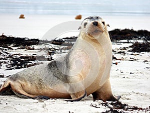 Australia, sea lions on the beach, island of kangaroos