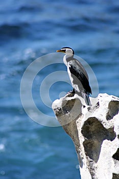 Australia Shag on a rock