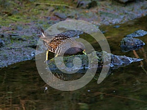 Australia Spootted Crake