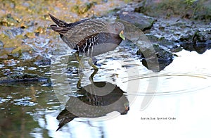 Australia Spootted Crake