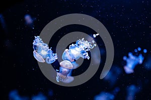 Australia spotted jelly fishes