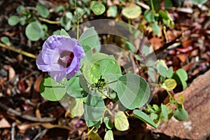 Australia, Botany, National Flower photo