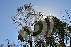 Australia, NSW, Botany, tree