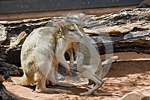 In Australia, the sundries sold to each other photo