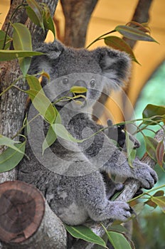 Australia. Sydney,Australia Koala Bear symbol in a national park