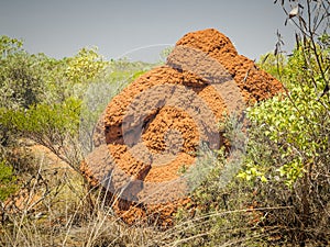 Australia termite hill