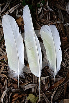 Australia: three white cockatoo feathers