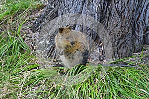 Australia, Zoology, Quokka