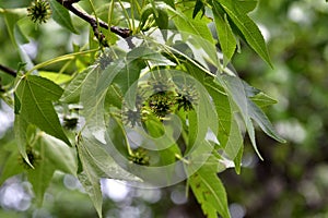 Australia, Botany, Sweet-gum photo