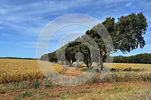 Australia, WA, Agriculture