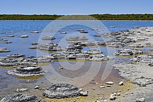 Australia, WA, Stromatolites