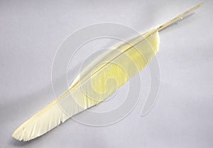 Australia: white cockatoo feather