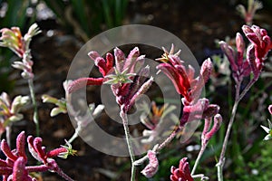 Australia, Botany, Kangaroo Paw Flower