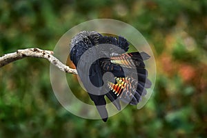 Australia wildlife. Red-tailed black cockatoo, Calyptorhynchus banksii large black cockatoo parrot native to Australia. Black bird