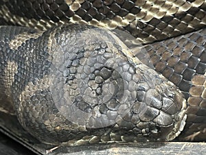 Australia Wildlife Series - close-up of sleeping Carpet python Snake