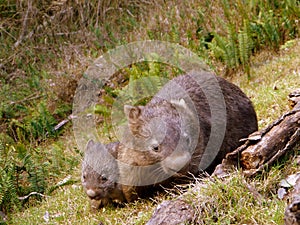 Australia: wombat mother and baby photo