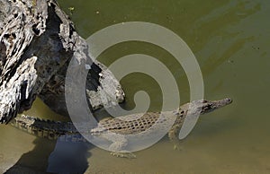 Australia, Zoology