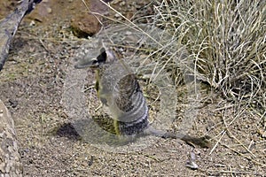 Australia, Zoology, Numbat