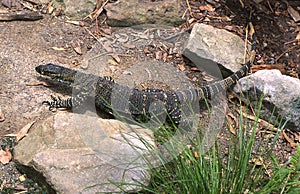 Australia, Zoology, Reptile