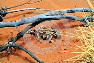 Australia, Zoology photo