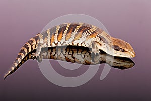 Australian Adolescent Eastern Blue Tongue Lizard