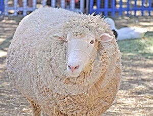 Australian adult merino sheep