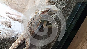 Australian agama terÃ¡rium