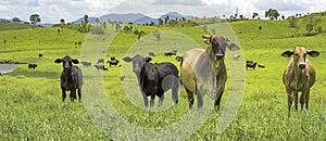 Australian Agriculture Beef Cattle Panorama Landscape photo