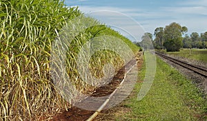 Australian agriculture industry sugar cane crop