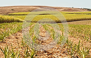 Australian agriculture industry sugarcane crop