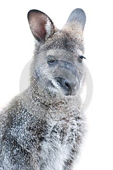 Australian Animal - young Kangaroo portrait