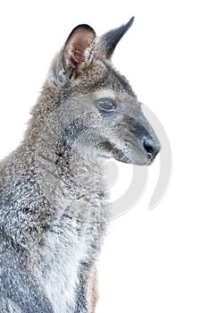 Australian Animal - young Kangaroo portrait