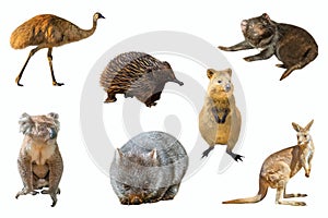 Australian animals isolated
