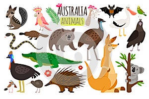 Australian animals. Vector animal icons of Australia, kangaroo and koala, wombat and ostrich emu