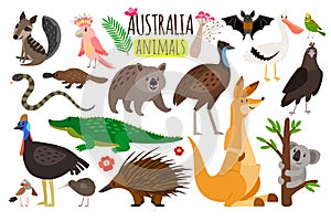 Australian animals. Vector animal icons of Australia, kangaroo and koala, wombat and ostrich emu photo