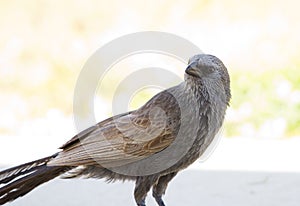 Australian Apostle Bird