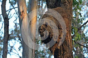 Australian Arboreal Termite colony