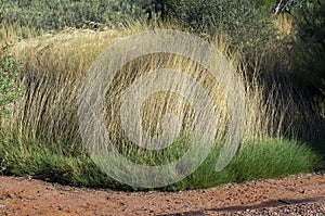 Australian Arid Lands Botanic Garden, Port Augusta, SA, Australia