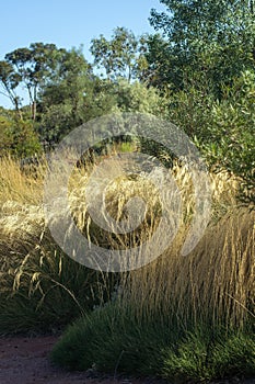 Australian Arid Lands Botanic Garden, South Australia, Australia