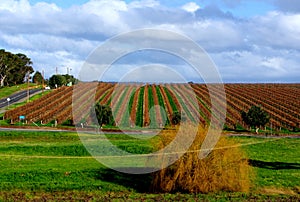 Australian Autumn Vineyard