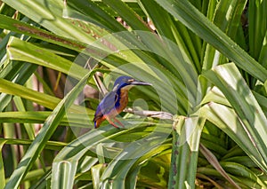 Australian Azure Kingfisher in pandanus palm