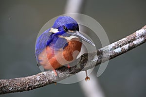 Australian Azure Kingfisher Queensland, Australia