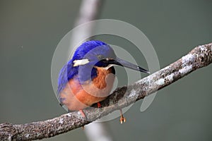 Australian Azure Kingfisher Queensland, Australia photo